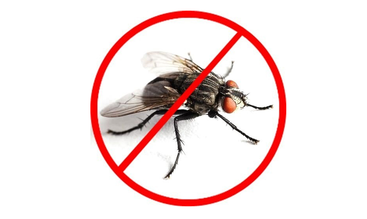 House Flies Control Services in Tirupur-TamilNadu-Best Cleaning