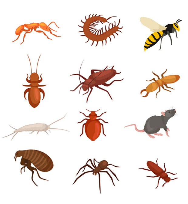 Insect Control Services in Tirupur-Tamilnadu-India-Best Services