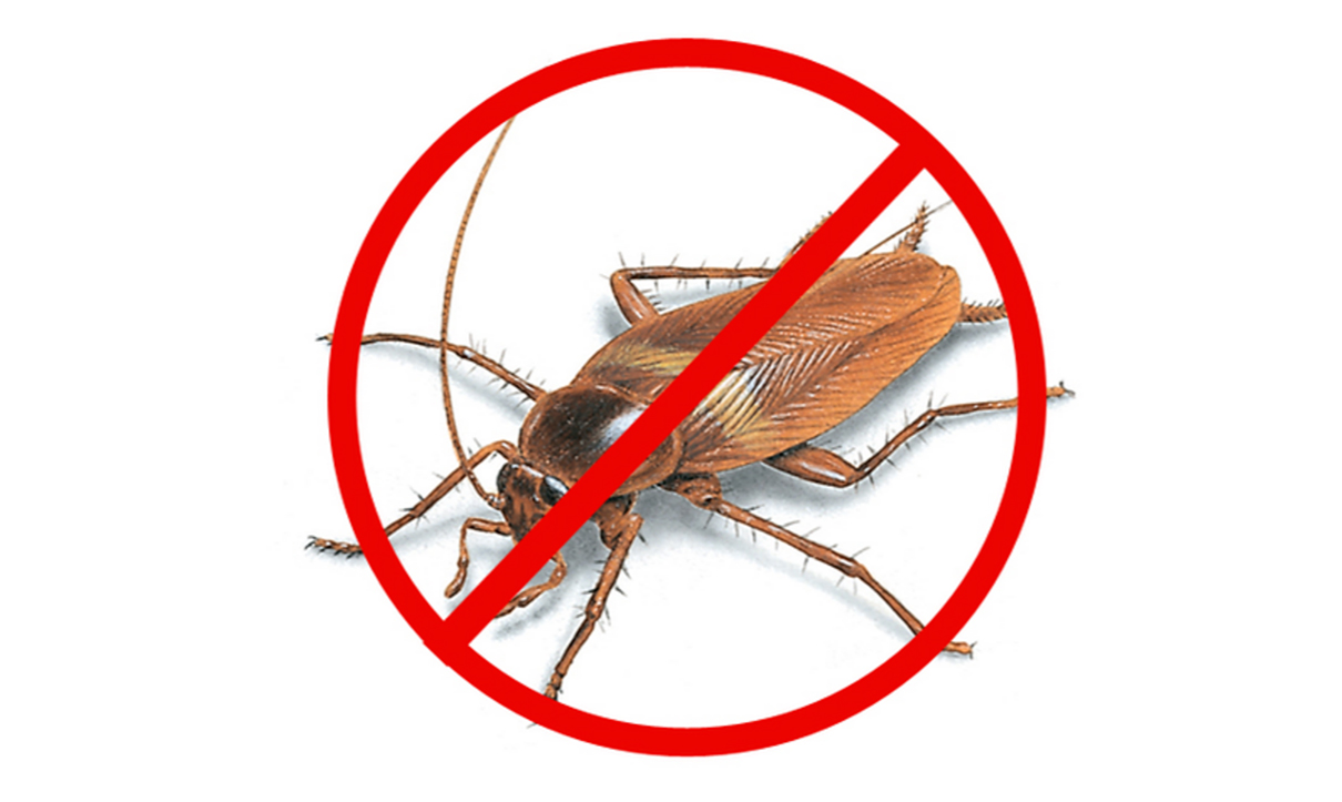 Cockroach Control Services-Tirupur-TamilNadu-India-Best Cleaning