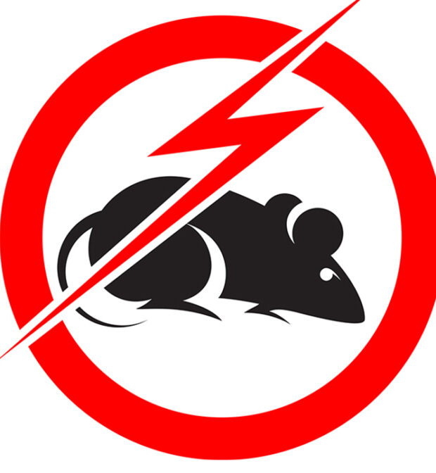 Rat Control Services in Tirupur-Tamilnadu-India-Best Pest Control